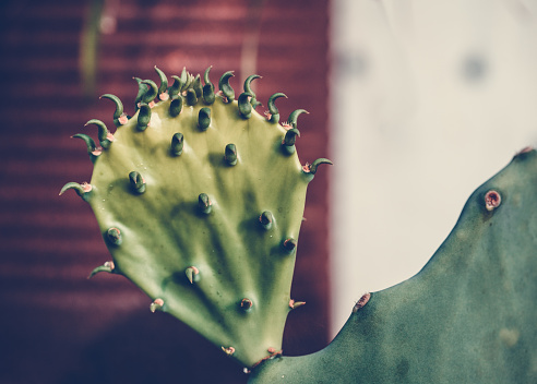 Close-up of a cactus pad sprouted from the cactus stylized with muted color to create a warm and deep mood.