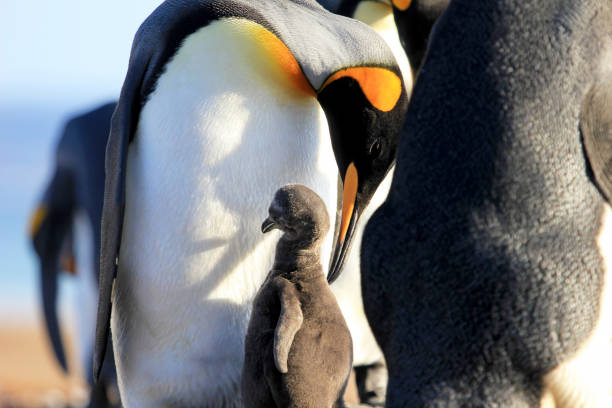 King penguins with chick, aptenodytes patagonicus, Saunders, Falkland Islands King penguins with chick, aptenodytes patagonicus, Saunders Falkland Islands Malvinas king penguin stock pictures, royalty-free photos & images