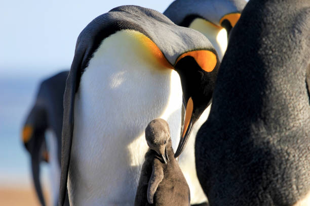 pingüinos rey con chick, aptenodytes patagonicus, saunders, malvinas - falkland island fotografías e imágenes de stock