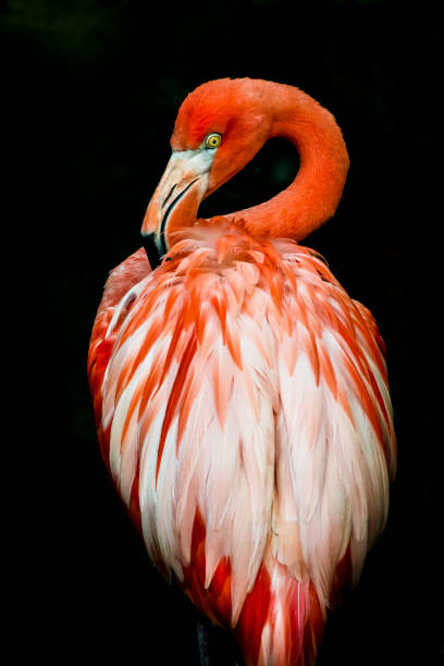 Flamingo Close-up of preening flamingo at dusk. preening stock pictures, royalty-free photos & images