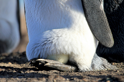 King penguin with an egg between the feet, aptenodytes patagonicus, Saunders Falkland Islands Malvinas