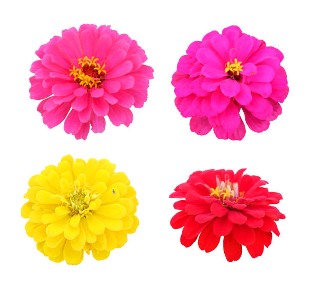 istock Flowers of zinnia 828626020