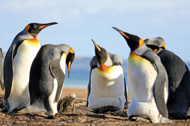 königspinguine mit küken, aptenodytes patagonicus, saunders, falkland-inseln - falkland islands stock-fotos und bilder