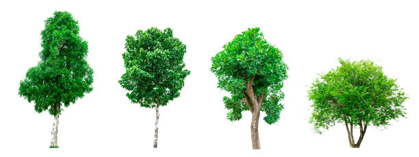 istock Collection of green trees isolated on white background for use in architectural design or decoration work. 828629470