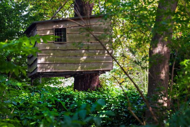 istock Treehouse hidden in the woods 828633584