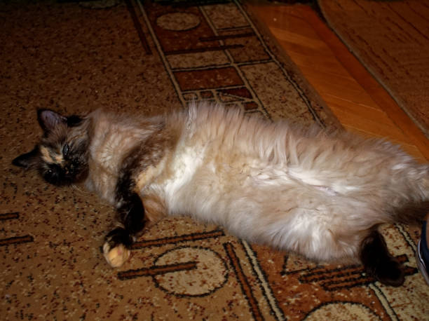 istock Neva masquerade cat lying on the carpet 828634584
