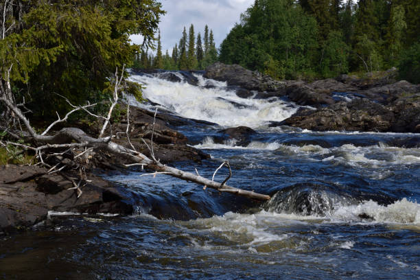 istock Stream with white water and a dead tree in the water 828635956