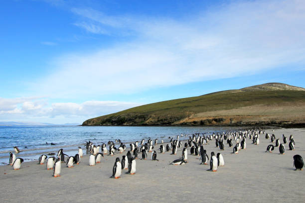 pingüinos de papúa, pygoscelis papua, saunders, malvinas - falkland island fotografías e imágenes de stock