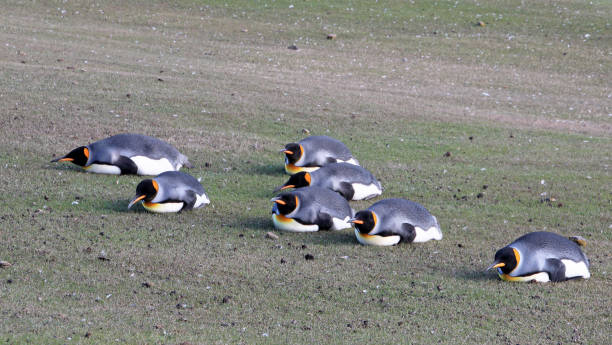 pinguini re planking, aptenoditi patagonicus, saunders, isole falkland - south china sea foto e immagini stock