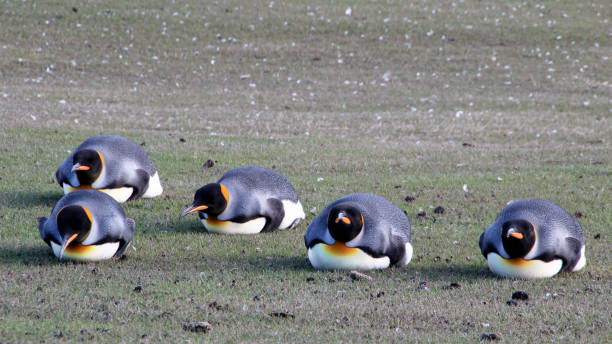 pinguini del re planking, aptenoditi patagonicus, saunders, isole falkland - south china sea foto e immagini stock