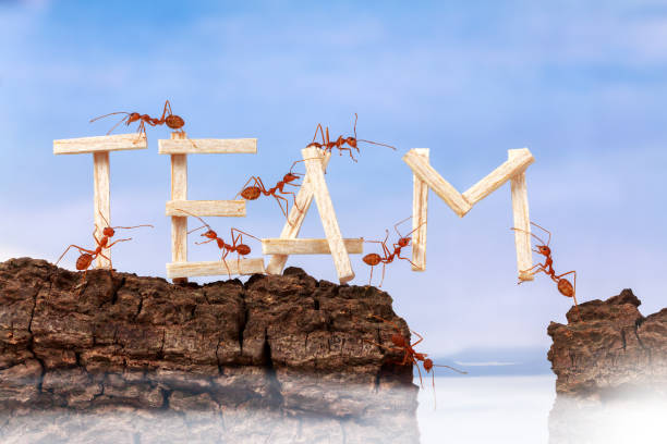 istock Ants carrying wording team, teamwork concept 828647382