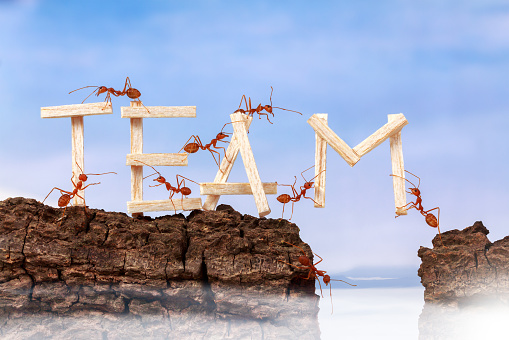Ants carrying wording team, teamwork concept