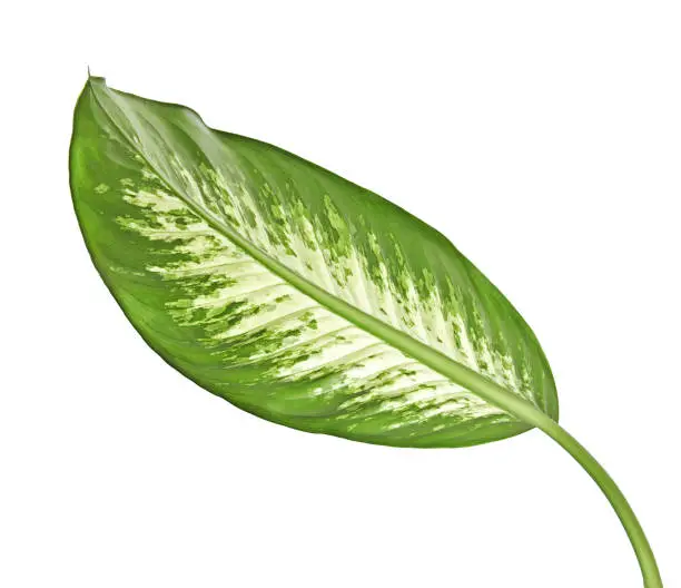 Dieffenbachia leaf (dumb cane), Green leaves containing white spots and flecks, Tropical foliage isolated on white background