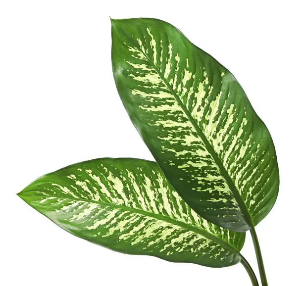 Dieffenbachia leaf (dumb cane), Green leaves containing white spots and flecks, Tropical foliage isolated on white background