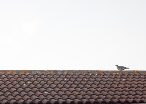 a pigeon resting on a house roof top at sun set; UK