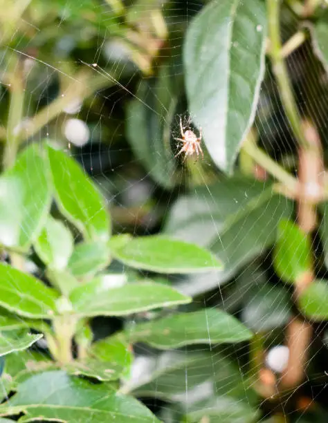 Photo of scary creepy crawly spider (Zilla diodia) waiting attached to web up close uk outside leaves