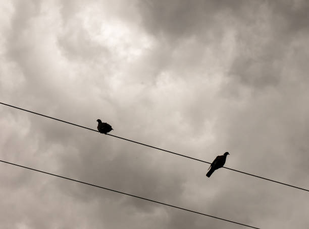 istock two pigeons outside on top of a train electrical line silhouette 828655938