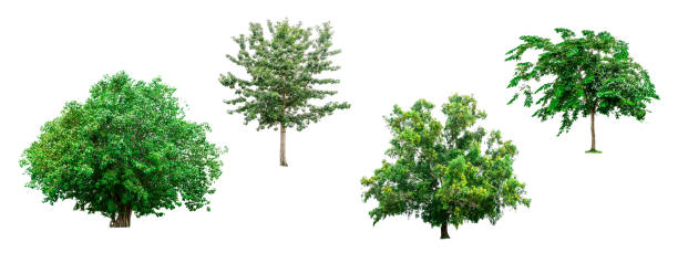 istock Collection of green trees isolated on white background for use in architectural design or decoration work. 828656150