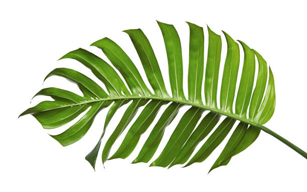 istock Monstera deliciosa leaf or Swiss cheese plant, isolated on white background, with clipping path 828661920