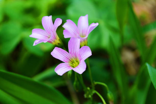 istock Beautiful Oxalis debilis flower – Azedinha (Pink Wood Sorrel flower) 828662030