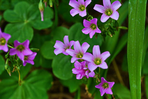 istock Beautiful Oxalis debilis flower – Azedinha (Pink Wood Sorrel flower) 828662056
