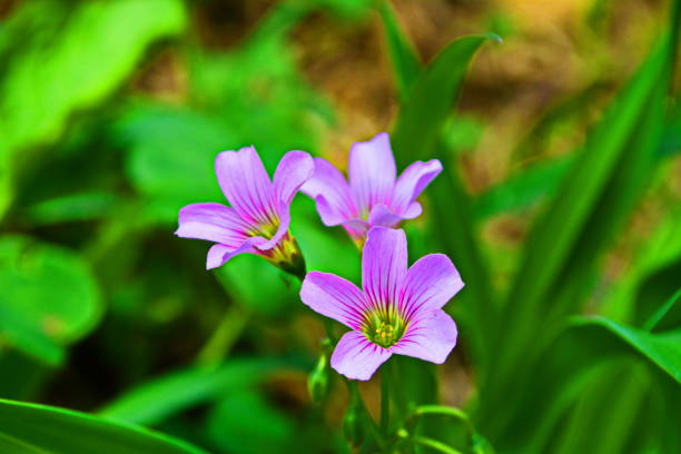 istock Beautiful Oxalis debilis flower – Azedinha (Pink Wood Sorrel flower) 828662344