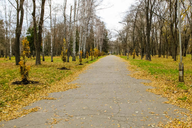 istock Alley in city park on autumn 828666270