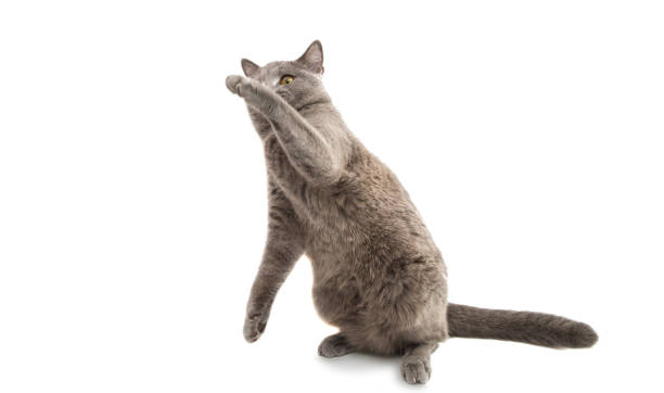 istock British shorthair grey cat isolated 828666578