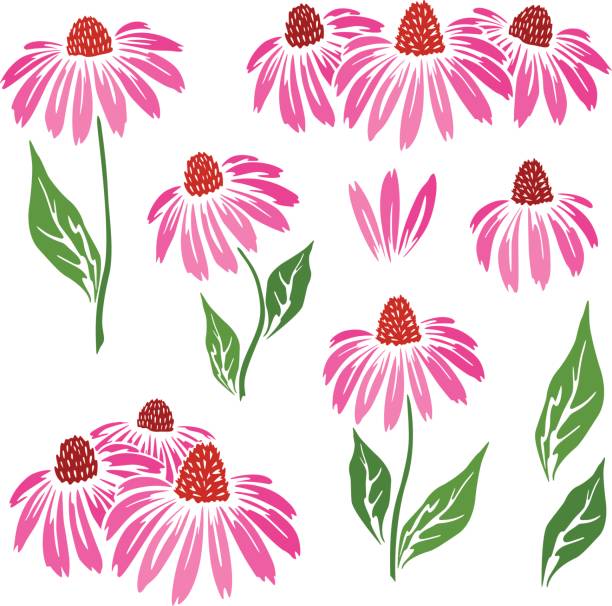 Echinacea flowers icons collection. Echinacea flowers icons collection. coneflower stock illustrations