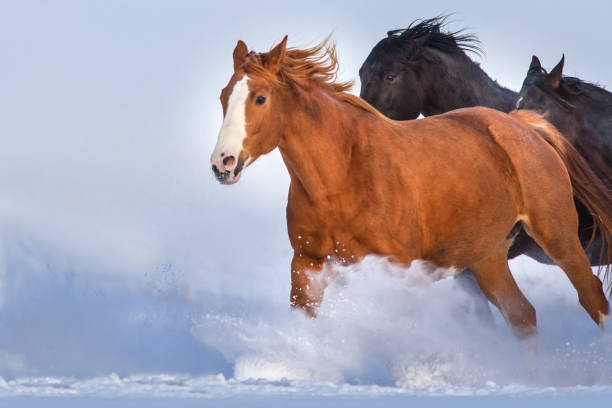 istock Horse herd in snow 828675102