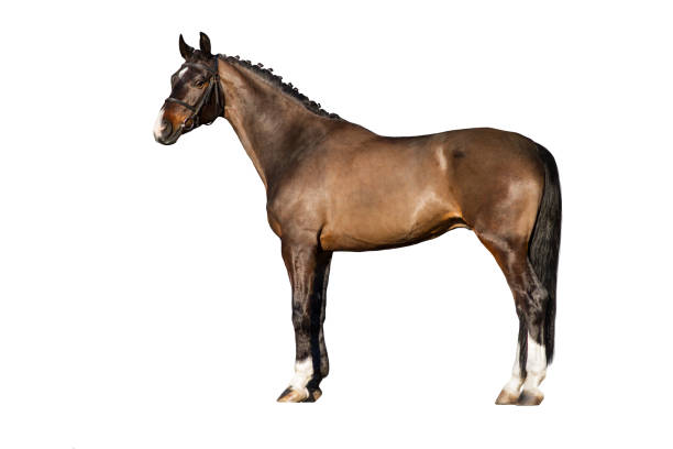 istock Horse exterior cut out 828675614