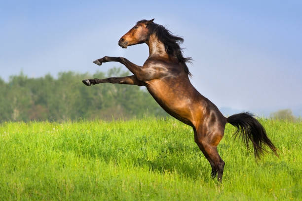 istock Horse rearing up 828676282