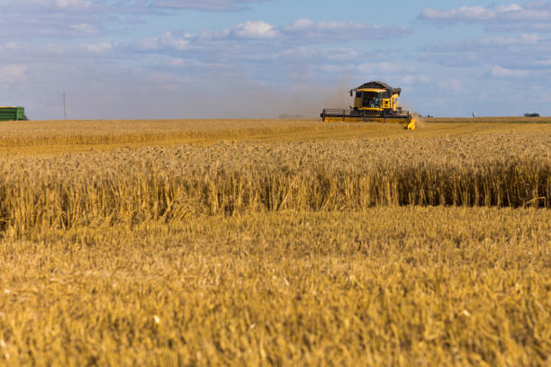 istock Yellow combine harvester on a wheat field with blue sky 828676890