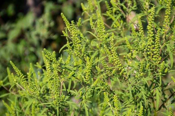 Ragweed plants Ragweed plants (Ambrosia artemisiifolia) causing allergy sensitive plant stock pictures, royalty-free photos & images