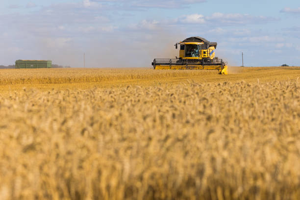 istock Yellow combine harvester on a wheat field with blue sky 828689782