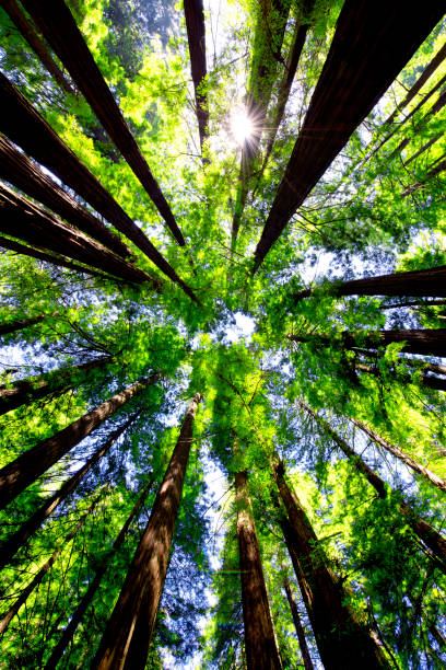 istock Muir Woods National Monument, San Francisco, USA 828690088