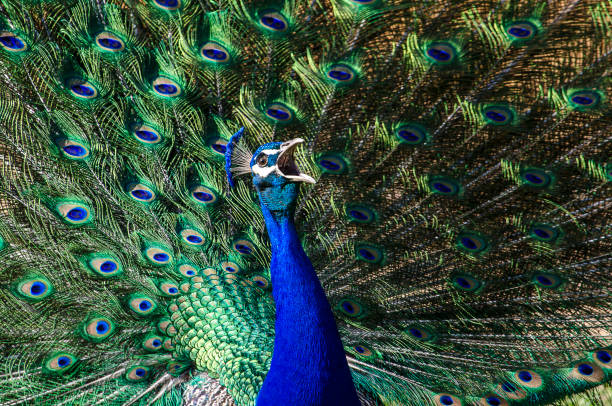 pavões ou pavão com plumagem extravagante - mating ritual - fotografias e filmes do acervo