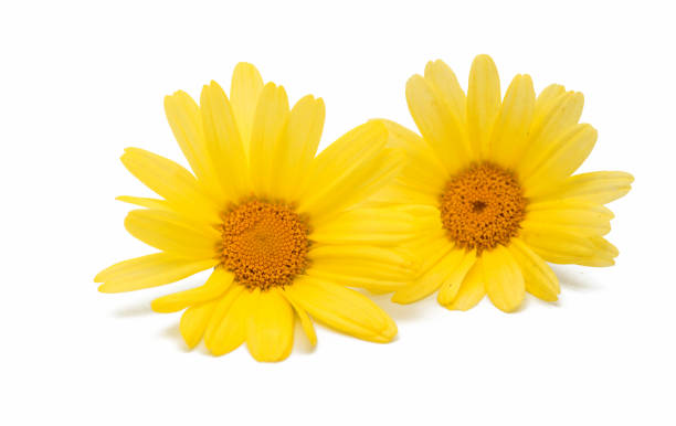 istock Osteosperumum Flower Daisy Isolated 828691550