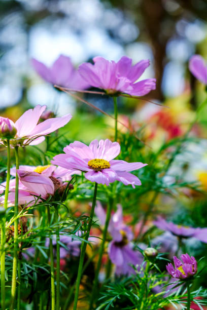 istock Summer wildflowers portrait 828692178