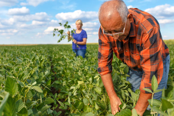 istock Senior couple working in soybean field and examining crop. 828696444
