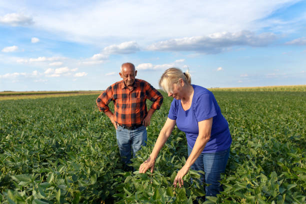 istock Senior couple working in soybean field and examining crop. 828708152