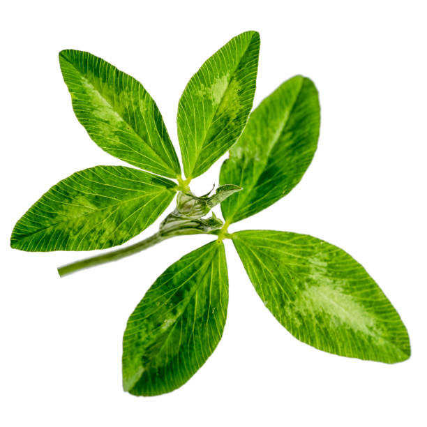 istock two clover leaves on a stem isolated on white background 828708480