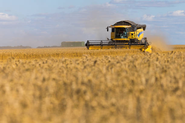 istock Yellow combine harvester on a wheat field with blue sky 828714874