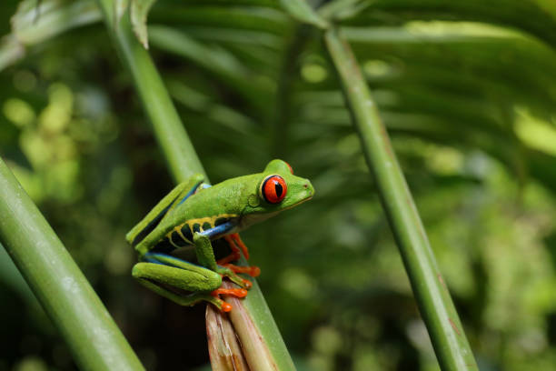 istock Red eyed Tree Frog or Green Tree Frog 828721744