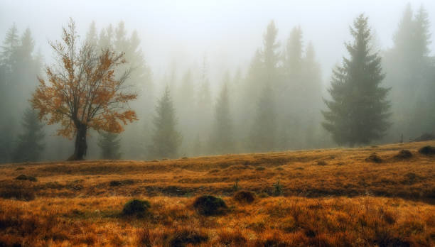 istock Autumn morning. Misty dawn in the Carpathians 828727828