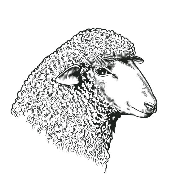 ilustrações, clipart, desenhos animados e ícones de cabeça de ovelha, desenhada em estilo de gravura. de criação animal ruminante isolado no fundo branco. ilustração para identidade de mercado de fazenda, logotipo de produtos de talho e de lã, anúncio, banner de vetor. - sheep lamb wool animal head