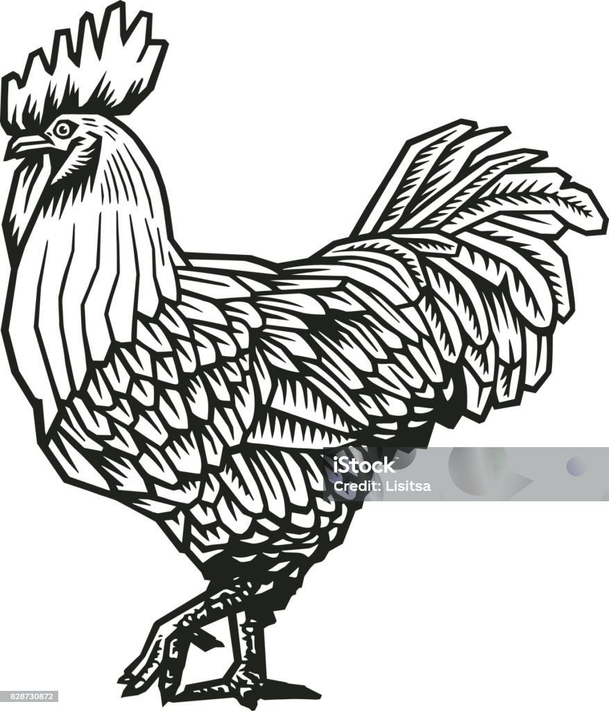 Rooster or cock hand drawn in medieval engraving style. Gorgeous farm bird isolated on white background. Vector illustration in monochrome colors for banner, print, restaurant logo, advertisement. Rooster or cock hand drawn in medieval engraving style. Gorgeous farm bird isolated on white background. Vector illustration in monochrome colors for banner, print, restaurant logo, advertisement Rooster stock vector