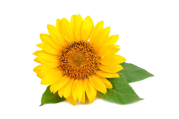 istock Beautiful sunflower on white background 828734478