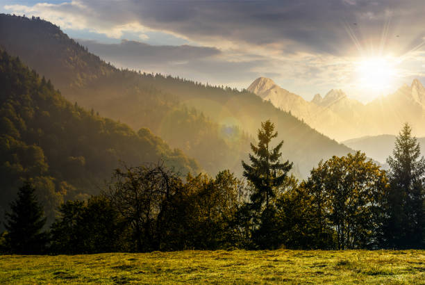 istock Forest on the hillside in High Tatras at sunset 828735290