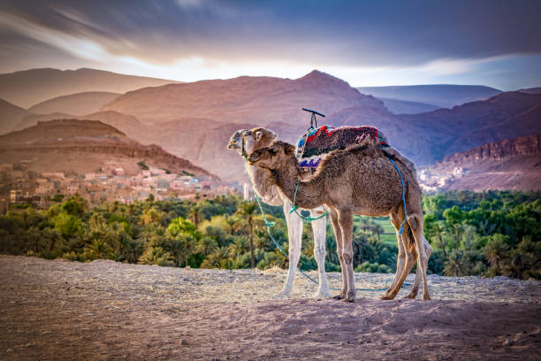 モロッコトードゥラ峡、モロッコの砂漠でラクダ - desert animals flash ストックフォトと画像